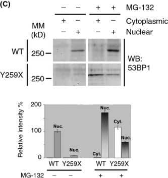 Western Blot: 53BP1 Antibody - BSA Free [NB100-304] - A-type lamin depletion inhibits DNA repair & reduces cellular fitness to DNA damage. (A) Wild-type (WT) or Y259X HDF treated w/ proteasome inhibitor MG-132 (30 μm). Cell extracts prepared & levels of 53BP1 assessed by immunoblotting.  beta -tubulin a loading control. WCE, whole cell extract. The relative levels of 53BP1 expressed relative to levels of untreated WT HDF (1.00). In untreated Y259X cells, 53BP1 levels fell to 15% & restored to ∽50% following treatment w/ MG-132. (B) Cell extracts prepared from WT & Y259X HDF & assessed by immunoblotting w/ indicated antibodies. Shown is a representative set of blots from two independent experiments. (C) WT & Y259X HDF biochemically extracted into cytoplasmic & nuclear fractions before immunoblotting for levels of 53BP1. (D) HDF & Y259X cells treated w/ IR (3 Gy), fixed at the times indicated & stained w/  gamma -H2AX antibody. The number of  gamma -H2AX foci at each time point quantified & data represents the mean ± SD from 3 independent experiments. (E) U2OS cells transfected w/ siCTRL or siLMNA siRNA & plated onto 60-mm dishes. The cells then exposed to varying doses of IR & fixed 12 days later in a solution containing crystal violet. The surviving fraction at each IR dose calculated based on the plating efficiency of untreated plates. Data represent the mean ± SD from 3 independent experiments. (F) HDF or Y259X cells treated w/ DMSO or KU55933 ATM inhibitor (10 μm) before exposure to indicated doses of IR then fixed, processed & stained w/  gamma -H2AX antibody. Residual  gamma -H2AX foci enumerated & the data represent the mean ± SD from 3 independent experiments. (G) HDF or Y259X cells exposed to IR, briefly extracted w/ CSK buffer & processed for IF w/  gamma -H2AX & pKAP-1 antibodies. Scale bar, 10 μm. Image collected & cropped by CiteAb from the following publication (//pubmed.ncbi.nlm.nih.gov/25645366), licensed under a CC-BY license. Not internally tested by Novus Biologicals.