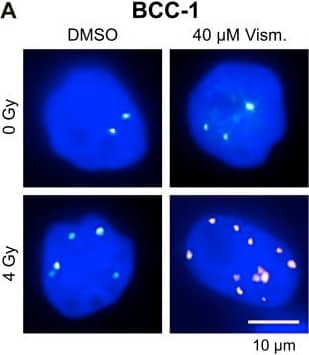 Western Blot: 53BP1 Antibody - BSA Free [NB100-304] - Vismodegib increases radiation-induced  gamma H2AX/53BP1 nuclear foci. BCC-1 or SCC-25 cells were treated for 24 h with 10 or 40 µM vismodegib or with DMSO as control followed by irradiation with 4 Gy. (A) Representative images of phosphorylated gamma histone-2AX ( gamma H2AX)/p53-binding protein 1 (53BP1) foci from non-irradiated & 4 Gy-irradiated DMSO control versus 40 µM vismodegib-treated cells are shown. Nuclei were counterstained with DAPI. Scale bar, 10 µm. (B) Quantification of persistent  gamma H2AX/53BP1 foci in vismodegib treated & irradiated BCC-1 (left panel) & SCC-25 (right panel) cells. Bars represent means + SD from three independent experiments performed in duplicate. ** p < 0.01 vismodegib- versus DMSO-treated cells & #p < 0.05, ##p < 0.01 4 Gy versus non-irradiated cells (t-test). Gy, Gray; Vism., vismodegib. Image collected & cropped by CiteAb from the following publication (//pubmed.ncbi.nlm.nih.gov/30142876), licensed under a CC-BY license. Not internally tested by Novus Biologicals.