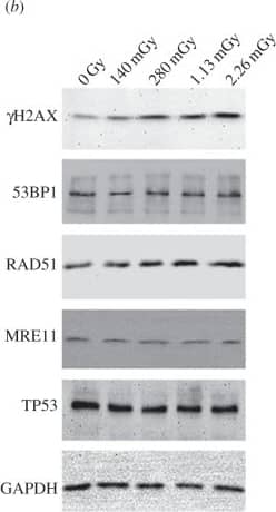 Western Blot: 53BP1 Antibody - BSA Free [NB100-304] - The susceptibility of human LECs to low-dose ionizing radiation. The human lens cell line FHL124 was exposed to low-dose IR up to 2.28 Gy. Exposed cells were then processed for both immunofluoresence microscopy (a) & immunoblotting (b) 1 h later. The signals obtained by immunoblotting were quantified & the mean from three independent experiments calculated & plotted (c) against IR dose. GAPDH was used as a loading control. Both  gamma H2AX & RAD51 increased linearly with IR dose. Signals for other markers of DNA repair, 53BP1, MRE11 & TP53, remained unchanged as assessed by immunoblotting (b). By immunofluoresence microscopy (a), MRE11 & 53BP1 redistributed into nuclear foci, particularly at the 2.28 Gy level. TP53 remained uniformly distributed throughout the nuclear compartment, but excluded from nucleoli (a). As the levels of  gamma H2AX & RAD51 increased after exposure to IR (c), so the number of nuclear foci also increased (a). Scale bar, 10 µm. Image collected & cropped by CiteAb from the following publication (//pubmed.ncbi.nlm.nih.gov/25924630), licensed under a CC-BY license. Not internally tested by Novus Biologicals.