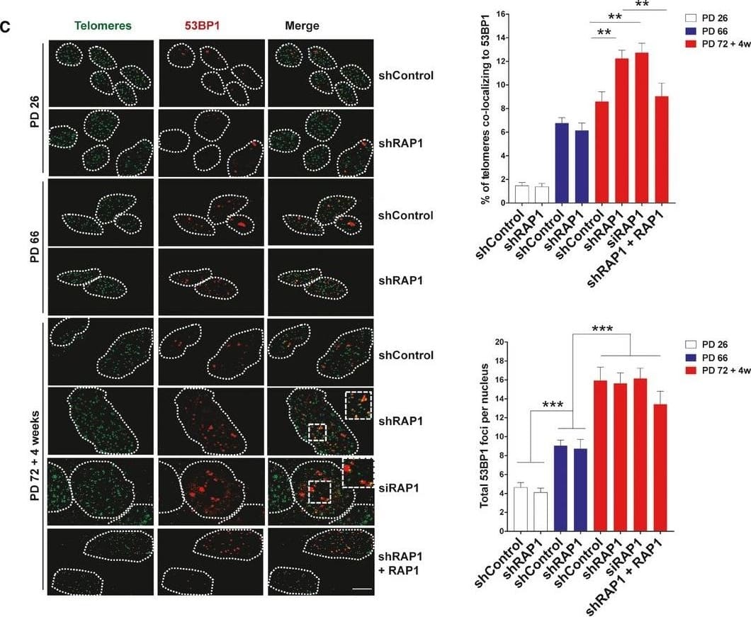 RAP1 protects telomeres against DNA damageWestern blotting showing the expression of RAP1 and TRF2 in MRC‐5 cells of different population doublings (PD). Senescent cells (PD 72) were left in culture for at least 4 weeks before harvesting for analysis.ChIP analysis of young (PD 30) and senescent (PD 72) MRC‐5 cells performed with either anti‐RAP1, anti‐TRF2, or an IgG antibody. The immunoprecipitated and input products were loaded into a slot blot membrane and hybridized with a telomere probe, and stripped and hybridized to an Alu probe in order to determine unspecific binding. Quantification was performed by normalizing the telomere signal of the immunoprecipitated to that of the input. Data represent mean +/- SD of three biological replicates.Immunofluorescence detection of 53BP1 (red) and a FISH probe staining telomeres (green) in young (PD 26), pre‐senescent (PD 66), and senescent (PD 72 + 4 weeks) MRC‐5 fibroblasts. The upper graph shows the percentage of telomere co‐localizing with 53BP1 (TIFs). Total DNA damage was measured by immunofluorescence detection of 53BP1. The lower graph shows the total number of 53BP1 foci per nucleus. Approximately 40–50 cells were analyzed per replicate and per condition. Bars represent SEM of two biological replicates.Data information: Statistical analyses were performed using Mann–Whitney U‐test (*P < 0.05; **P < 0.001; ***P < 0.0001). Scale bar = 10 μm.Source data are available online for this figure. Image collected and cropped by CiteAb from the following open publication (//pubmed.ncbi.nlm.nih.gov/32096305), licensed under a CC-BY license. Not internally tested by Novus Biologicals.