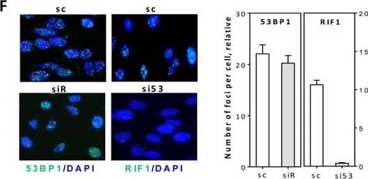 Immunocytochemistry/ Immunofluorescence 53BP1 Antibody - BSA Free