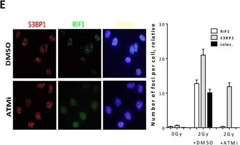 53BP1/RIF1 work epistatically to counteract BRCA1/CtIP-mediated end resection to regulate DSB repair pathway choiceA. HeLa cells harboring pGC were treated with the indicated siRNAs before transfection with I-SceI-expressing vector to induce DSBs. After 48h, the percentage of GFP+ cells was measured as an indication for HR efficiency. B.-D. Asynchronous A549 cells were treated with the indicated siRNAs before irradiation with 2Gy and CtIP B. and RPA foci C. were monitored at 2h while RAD51 D. foci were enumerated at 4h. E. Left panel: representative photos for the colocalization between 53BP1 and RIF1 foci in A549 cells at 2h after 2Gy. Right panel: quantitation of 53BP1, RIF1 or colocalized foci in the absence (DMSO) or presence of ATM inhibitor (ATMi). F. Left panel: representative micrographs for 53BP1 or RIF1 foci in irradiated cells after depletion of either proteins. Right panel: quantitation of experiments presented in the left panel. At least 100 nuclei were counted. In all cases, the number of foci measured in non-irradiated cells was subtracted (relative). Shown are the mean +/-SEM for three independent experiments. sc: scrambled RNA, si53: si53BP1, siR: siRIF1, siB: siBRCA1, and siC: siCtIP. Image collected and cropped by CiteAb from the following open publication (//pubmed.ncbi.nlm.nih.gov/27494840), licensed under a CC-BY license. Not internally tested by Novus Biologicals.