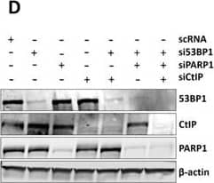 Knockdown Validated 53BP1 Antibody - BSA Free