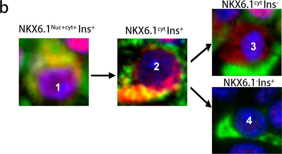 Immunocytochemistry/ Immunofluorescence NKX6.1 Antibody - BSA Free