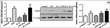 Western Blot: TERT Antibody (2C4) [NB100-317] - Plastic expression of TERT in murine macrophages.RAW264.7 cells were treated with LPS (1 μg/mL) for 24 h to polarize M1 macrophage phenotype, while treatment with IL-4 (15 ng/mL) for 24 h induced M2 macrophage phenotype. One population into another was transformed by culturing M1 macrophages with IL-4 & M2 macrophages with LPS, respectively. (a) The mRNA levels of M1 macrophage markers (TNF-alpha , IL-1 beta , CCL2 & NOS2) & M2 macrophage markers (Arg-1, IL-10, Mrc2 & CD163) were analyzed by real-time PCR. (b) The plastic expression of TERT in murine macrophage polarization was determined by real-time PCR & western blot. The results are shown as relative expression against control expression without treatment. Data shown are the mean ± SD from 3 independent experiments. *P < 0.05, **P < 0.01 vs control. (c) The expression of TERT in RAW264.7 macrophages polarization was analyzed by immunofluorescence (IF) assay. Representative views from each group were presented (original magnification, ×20). (d) RAW264.7 cells were treated with IFN-gamma  (10 ng/mL) for 24 h alone or in combination with LPS. The production of TERT was determined by real-time PCR & western blot. The results are shown as relative expression against control expression without treatment. Data shown are the mean ± SD from 3 independent experiments. *P < 0.05, **P < 0.01 vs control. Image collected & cropped by CiteAb from the following publication (//pubmed.ncbi.nlm.nih.gov/26725521), licensed under a CC-BY license. Not internally tested by Novus Biologicals.