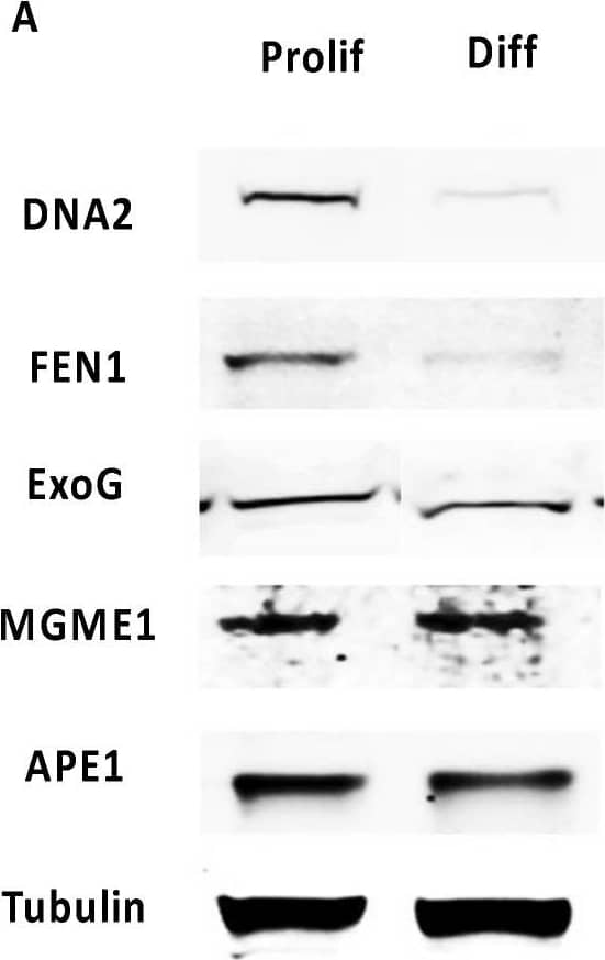 Expression of nucleases upon differentiation. (A) Representative Western blots from whole-cell extracts from proliferating (Prolif) and terminally differentiated (Diff) CAD cells. (B) Quantification. The signals were normalized to that for tubulin as a loading control, with the Prolif levels set to 100%. * denotes p < 0.05 for Diff compared with Prolif., determined using Student’s t-test (n = 3). Image collected and cropped by CiteAb from the following open publication (//pubmed.ncbi.nlm.nih.gov/37628896), licensed under a CC-BY license. Not internally tested by Novus Biologicals.