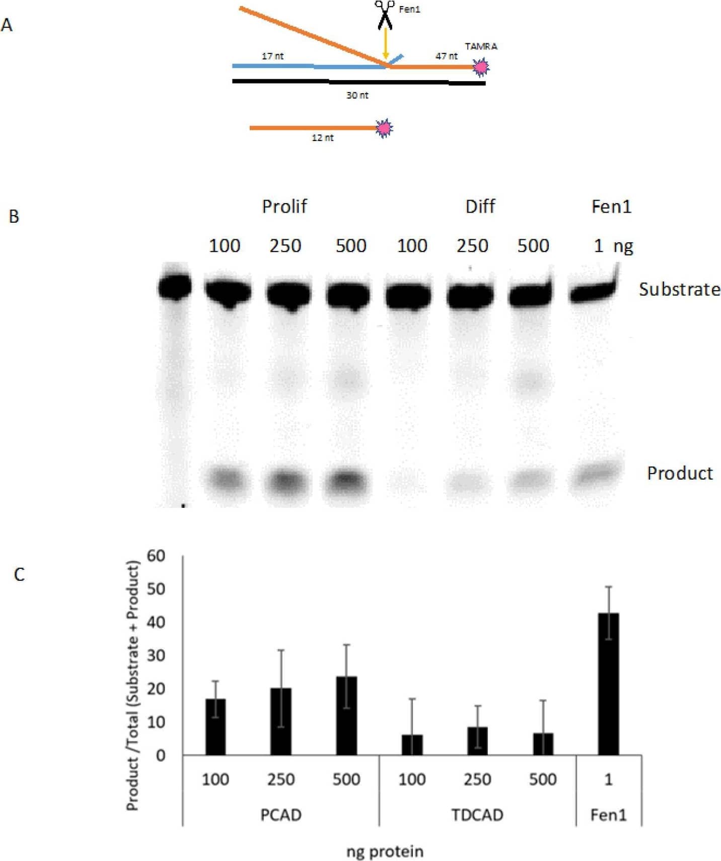 Flap excision activity in proliferating and differentiated CAD cells. (A) Substrate for the flap endonuclease assay. The double-flap structure is optimal for Fen1 [27]; the target strand for that enzyme is labeled on its 5′ end the TAMRA fluor. The expected Fen1 product is shown. (B) Representative gel for the flap excision assay using whole-cell extracts from Prolif and Diff cells. Increasing amounts of extract were used for 1 pmol of substrate; Fen1 (51 nmol) was used as a positive control. The incubation was performed at 37 C for 30 min. (C) Quantification using Image J (version 2.0.0-rc-68/1.52i) (n = 3). Image collected and cropped by CiteAb from the following open publication (//pubmed.ncbi.nlm.nih.gov/37628896), licensed under a CC-BY license. Not internally tested by Novus Biologicals.