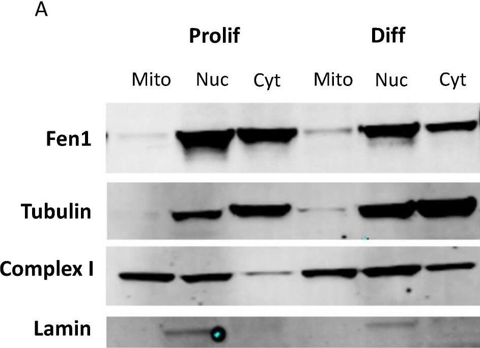 Expression of Fen1 in the mitochondria of differentiated cells. (A) Representative Western blots for mitochondrial cell extracts of Prolif and Diff cells. (B) Fen1 protein signal was normalized to that for Complex 1 as a loading control for mitochondria, with laminin as a marker for the nucleus. Mitochondrial Fen1 levels were divided by whole-cell Fen1 levels to calculate mitochondrial Fen1 per cell. Error bars indicate the standard deviation (n = 3). Image collected and cropped by CiteAb from the following open publication (//pubmed.ncbi.nlm.nih.gov/37628896), licensed under a CC-BY license. Not internally tested by Novus Biologicals.