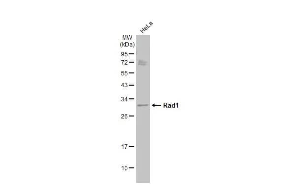 Western Blot Rad1 Antibody (4126)