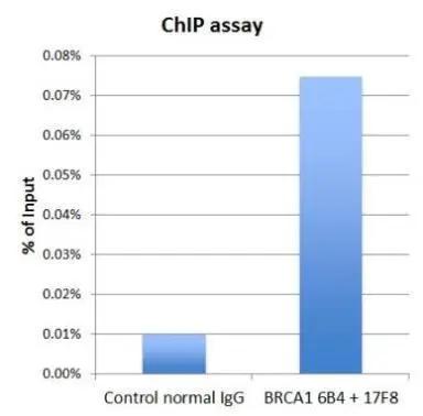 BRCA1 antibody 6B4 (NB100-404) and BRCA1 antibody 17F8 was validated by a Q-PCR assay. 