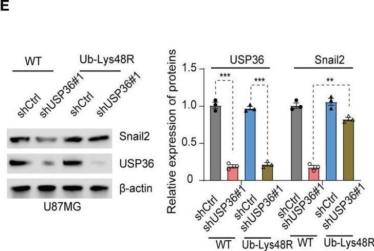 USP36 stabilizes Snail2 through deubiquitination. (A) Immunoblot showing Snail2 levels in HEK293T cells transfected with His-Snail2, HA-Ub and Flag-USP36-WT or Flag-USP36-C131A in the presence 20 μM MG132. Right panel, quantification results. (B) Immunoblot showing Snail2-Ub complexes precipitated by anti-His and probed with anit-HA, Snail2 and USP36 antibodies from GBM cells transfected with HA-Ub and shCtrl or sh-USP36. Right panel, quantification. (C, D) Snail2 ubiquitylation linkage in U87MG (C) and U251 (D) cells co-transfected with His-Snail2, Flag-USP36 and HA-Ub Lys0, Lys48-only, or Lys63-only plasmids. Right panel, quantification. (E, F) Immunoblot showing Snail2 levels in U87MG (E) and U251 (F) cells co-transfected with Ub-WT or Ub-Lys48R and shCtrl or shUSP36, with quantifications on right panel. **p < 0.01; ***p < 0.001. Image collected and cropped by CiteAb from the following open publication (//pubmed.ncbi.nlm.nih.gov/35111679), licensed under a CC-BY license. Not internally tested by Novus Biologicals.