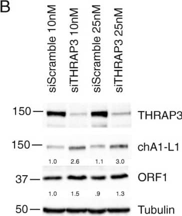 Western Blot THRAP3 Antibody