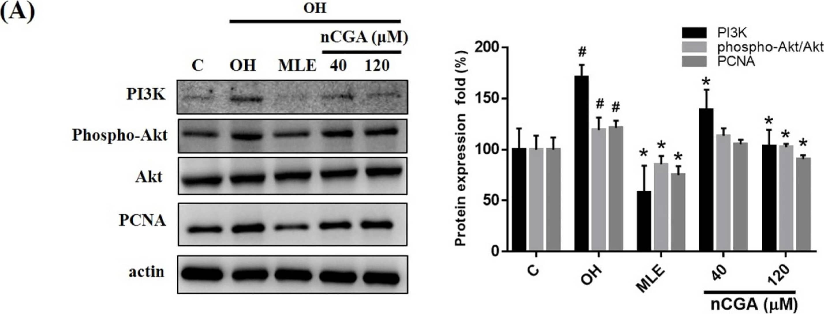 MLE and nCGA reduced the expression of proliferation-related proteins in diabetic cultured VSMCs. (A) The levels of PI3K, p-Akt, and PCNA in OH-treated A7r5 cells were notably increased under OH conditions and notably decreased after treatment with nCGA (40 and 120 μM). (B) In OH-stimulated A7r5 cells, the levels of Ras and p-ERK were increased, and OH-induced upregulation was nullified by nCGA. The quantitative data are presented as the mean +/- SD from a minimum of three independent experiments. # p < 0.05 as compared to the C (control). * p < 0.05 as compared to the OH group. Image collected and cropped by CiteAb from the following open publication (//pubmed.ncbi.nlm.nih.gov/35893859), licensed under a CC-BY license. Not internally tested by Novus Biologicals.