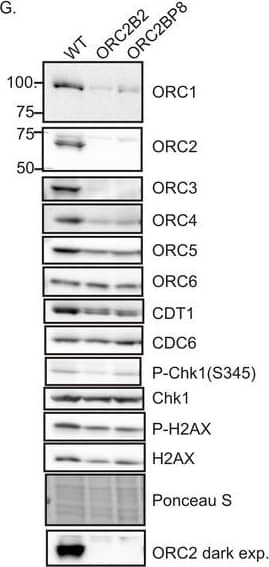 Western Blot: Chk1 Antibody [NB100-464] - Knockout of ORC2 in HCT116 p53-/- cells.(G) WB for indicated proteins in clones indicated on the top. Darker exposure of ORC2 blots is shown at the bottom. Ponceau S stains all proteins on the blot & also indicates equal loading of lanes. Image collected & cropped by CiteAb from the following publication (//elifesciences.org/articles/19084), licensed under a CC-BY license. Not internally tested by Novus Biologicals.