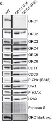 Western Blot: Chk1 Antibody [NB100-464] - Knockout of ORC1 in HCT116 p53-/- cells.(A) Strategy for insertion of a blasticidin gene & poly A site after first methionine of ORC1 in the second exon. (B) PCR on genomic DNA of indicated clones. WT: HCT116 p53-/- & ORC1+/+. ORC1 Knockout clones, B14, B48 & BP32 have an insert on both alleles of ORC1 as indicated by the absence of 0.6 kb PCR product. (C) Western blot for indicated proteins in clones indicated on the top. Darker exposure of the ORC1 blots is shown at the bottom. Ponceau S stains all proteins on the blot & also indicates equal loading of lanes. (D) Immunoblot of soluble & chromatin-associated proteins in the clones indicated at the top. For each panel, all the lanes are from the same blot & exposure. (E) Input cell lysate & immunoprecipitates of ORC1 immunoblotted for ORC1. Darker exposure of the top blots is shown in the middle. Tubulin in the cell lysate or the IgG band in the immunoprecipitate serves as loading control.DOI://dx.doi.org/10.7554/eLife.19084.005 Image collected & cropped by CiteAb from the following publication (//elifesciences.org/articles/19084), licensed under a CC-BY license. Not internally tested by Novus Biologicals.