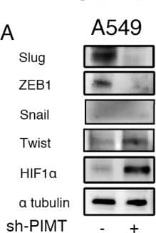 Western Blot: HIF-1 alpha Antibody - BSA Free [NB100-479] - Increased expression of HIF alpha  and/or Twist in A549 & H441 cells induced by the inhibition of PIMT & Thapsigargin(A) Immunoblotting of Slug, ZEB1, Snail1, Twist, & HIF1 alpha  in A549 sh-PIMT & sh-control cells. (B, C) Immunoblotting & relative intensity of HIF1 alpha  in A549 cells treated with Tg. (D) Immunoblotting of Slug, ZEB1, Snail1, Twist, & HIF1 alpha  in si-control cells & si-PIMT H441 cells. (E, F) Immunoblotting & relative intensity of HIF1 alpha  in H441 cells treated with Tg. #1 & #2 indicates si-RNA of J-010000-05-0002 & J-010000-07-0002, respectively. Image collected & cropped by CiteAb from the following publication (//www.oncotarget.com/lookup/doi/10.18632/oncotarget.24324), licensed under a CC-BY license. Not internally tested by Novus Biologicals.