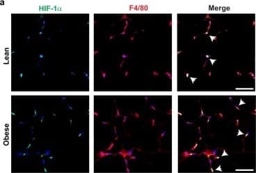 Immunocytochemistry/ Immunofluorescence: HIF-1 alpha Antibody - BSA Free [NB100-479] - (a,b) Immunofluorescence staining of (a) HIF-1 alpha  (green), the macrophage marker F4/80 (red) & DAPI nuclear stain (blue), & (b) lactate dehydrogenase (LDH, green), F4/80 (red) & DAPI (blue) in WAT of lean & obese mice. Colocalization is shown in the merged image (arrows). Scale bar = 100 µm. (c,d) Relative mRNA expression of (c) Hif1a & Hif2a, & the HIF target genes (d) Vegfa & Glut1 in ATM isolated from lean & obese mice (n = 3). (e) Levels of succinate in ATM of lean & obese mice (n = 6). (f) Relative mRNA levels of the glutamate transporter Slc3a2 in ATM from lean & obese (n = 3). Data is expressed as mean ± s.e.m. *p < 0.05. Image collected & cropped by CiteAb from the following publication (//pubmed.ncbi.nlm.nih.gov/32221369), licensed under a CC-BY license. Not internally tested by Novus Biologicals.