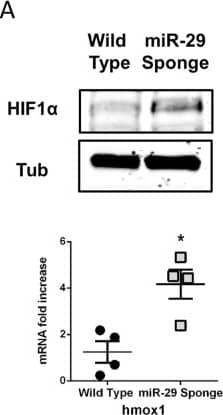 Western Blot: HIF-1 alpha Antibody - BSA Free [NB100-479] - Hypoxic markers accumulate in miR-29-sponge Zebrafish hearts. (A) Representative western blot analysis of hypoxia inducible factor 1 alpha  (HIF1 alpha ) expression in Wild Type & miR-29-sponge Zebrafish heart. In each condition,  alpha -tubulin was used as loading control. Three independent experiments were performed. Full-length blot is presented in Supplementary Figure 6.(B) qRT-PCR mRNA analysis of hypoxia associated genes: erythropoietin alpha (epoa); hexokinase2 (hk2); heme oxygenase1a (hmox1a); lactate dehydrogenase A (ldha); cyclin-dependent kinase inhibitor 1B (p27) in Wild Type (black circles; n = 4) & miR-29-sponge (gray squares; n = 4) Zebrafish hearts expressed as fold-change versus Wild Type samples. *p < 0.05 Vs Wild Type. Image collected & cropped by CiteAb from the following publication (//www.nature.com/articles/s41598-017-16829-w), licensed under a CC-BY license. Not internally tested by Novus Biologicals.