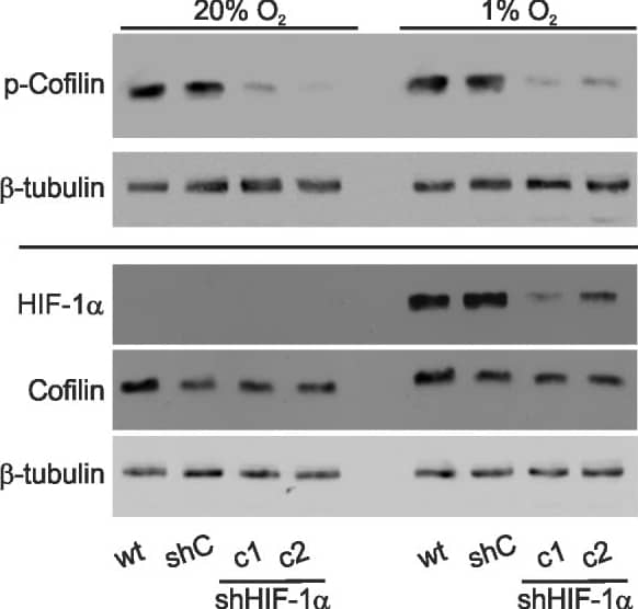 Western Blot: HIF-1 alpha Antibody - BSA Free [NB100-479] - Cofilin phosphorylation is HIF-1 alpha  dependent.Wt, shC, & the HIF-1 alpha  knock down cell clones c1 & c2 cells were lysed after 24 hrs of normoxia (20% O2) or hypoxia (1% O2). Cell extracts were analysed by Western blots. Note that p-cofilin levels are reduced in c2 & c2 cells compared to wt & shC cells at 20% O2 & 1% O2. Image collected & cropped by CiteAb from the following publication (//dx.plos.org/10.1371/journal.pone.0069128), licensed under a CC-BY license. Not internally tested by Novus Biologicals.