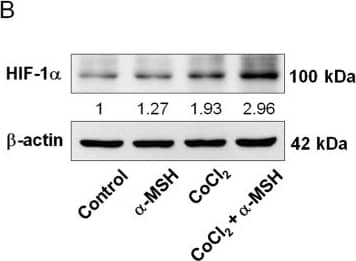 Western Blot: HIF-1 alpha Antibody - BSA Free [NB100-479] - Effect of  alpha -MSH on HIF-1 alpha  expression & activity in B16-F10 melanoma cells during hypoxia.a, b  alpha -MSH increased HIF-1 alpha  mRNA & protein expression levels during hypoxia. c Cells were transfected with luciferase reporter driven by a promoter region containing HIF-1 alpha -specific binding sites before  alpha -MSH treatment at the indicated time & concentration. The luciferase activities were measured immediately & expressed as means ± SD from triplicate experiments. d Relative mRNA expression levels were analyzed by real-time PCR. Data are expressed as fold change compared with control (means ± SD of triplicate experiments). *p < 0.05, **p < 0.01.  alpha -MSH elevated the Bcl-2 family gene expression levels by HIF-1 alpha  activation Image collected & cropped by CiteAb from the following publication (//pubmed.ncbi.nlm.nih.gov/30062060), licensed under a CC-BY license. Not internally tested by Novus Biologicals.