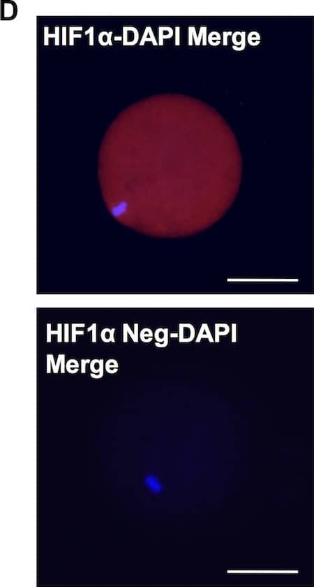 Immunocytochemistry/ Immunofluorescence: HIF-1 alpha Antibody - BSA Free [NB100-479] - Hif1 alpha  expression in neonatal & adult ovary.(A) Section of P5 ovary showing MVH expression in all oocytes & Hif1 alpha  expression only in small oocytes (primary follicles; top). Negative control images without primary antibodies (bottom). Scale bar: 50μm. (B) Section of adult ovary showing absence of Hif1 alpha  expression in primary follicles detected with MVH staining (top). Negative control without primary antibody (bottom). Scale bar: 50μm. (C) Section of adult ovary showing Hif1 alpha  expression in mature primary oocyte (arrow). Negative control without primary antibody (bottom). Scale bar: 100μm. (D) Image of a Metaphase II oocyte from superovulated three-month-old female showing Hif1 alpha  expression. Scale bar: 50μm. Image collected & cropped by CiteAb from the following publication (//pubmed.ncbi.nlm.nih.gov/27148974), licensed under a CC-BY license. Not internally tested by Novus Biologicals.