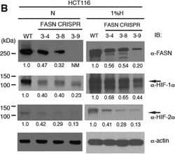 Western Blot: HIF-1 alpha Antibody - BSA Free [NB100-479] - FASN Regulates HIF-alpha  Protein Stability & HIF Target Gene Expression. (B) Downregulation of HIF-1 alpha  & HIF-2 alpha  in HCT116 cell clones carrying the FASN gene mutagenized using CRISPR-Cas9 (See Supplementary Fig. S3 for genomic DNA information). Protein samples prepared in normoxia (left column) or hypoxia (right column) for WB analysis. Asterisk indicates a non-specific band. Image collected & cropped by CiteAb from the following publication (//pubmed.ncbi.nlm.nih.gov/28775317), licensed under a CC-BY license. Not internally tested by Novus Biologicals.