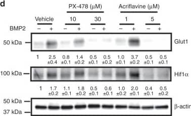 Western Blot: HIF-1 alpha Antibody - BSA Free [NB100-479] - Hif1 alpha  mediates Glut1 induction downstream of Bmp-mTORC1 signaling. a–c Western blot (a, c) or RT-qPCR (b) analyses in primary chondrocytes after 24 h of BMP2 treatment with or without mTOR inhibitors. Rapa: rapamycin. d Western blot analyses in primary chondrocytes in response to BMP2 with or without the Hif1 alpha  inhibitors for 24 h. Quantification of all western blots denotes average fold change over vehicle control after normalization to  beta -actin (±SD, n = 3). *p < 0.05, n = 3, error bar indicates SD, two-tailed Student’s t-test Image collected & cropped by CiteAb from the following publication (//pubmed.ncbi.nlm.nih.gov/30446646), licensed under a CC-BY license. Not internally tested by Novus Biologicals.