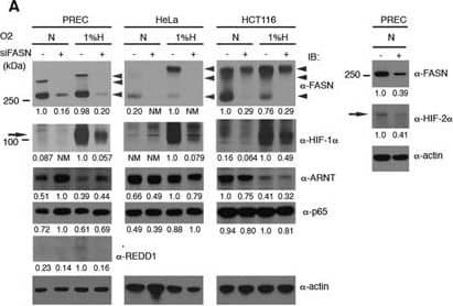 Western Blot: HIF-1 alpha Antibody - BSA Free [NB100-479] - FASN Regulates HIF-alpha  Protein Stability & HIF Target Gene Expression. (A) FASN siRNA downregulates HIF-alpha  protein levels. PREC, HeLa & HCT116 cells treated with FASN (+) or control (−) siRNA & harvested after 72 h. Cells exposed to hypoxia (1% oxygen) or maintained in normoxia (21% oxygen) 4 h before harvesting & subjecting WCEs to WB analysis. Unmodified (250 kDa) & modified (larger) FASN bands indicated by large arrowheads, REDD1 by a small arrowhead, & HIF-1 alpha  & HIF-2 alpha  by arrows. Image collected & cropped by CiteAb from the following publication (//pubmed.ncbi.nlm.nih.gov/28775317), licensed under a CC-BY license. Not internally tested by Novus Biologicals.