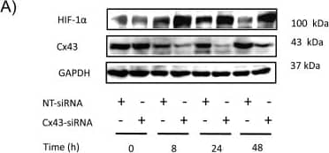 Western Blot: HIF-1 alpha Antibody - BSA Free [NB100-479] - Effect of silencing Cx43 on the expression of HIF-1 alpha  in astrocytes.Astrocytes were transfected with NT-siRNA or with Cx43-siRNA. At the indicated times the expression of HIF-1 alpha  & Cx43 was analysed by Western blot. A) Representative Western blot of HIF-1 alpha , Cx43 & GAPDH showing that the decrease in Cx43 expression was concomitant with HIF-1 alpha  up-regulation. B) HIF-1 alpha  quantification. C) Cx43 quantification. The results are expressed as percentages of the level found in the NT-siRNA condition at time 0. ***p<0.001 versus the corresponding NT-siRNA values. Image collected & cropped by CiteAb from the following publication (//dx.plos.org/10.1371/journal.pone.0032448), licensed under a CC-BY license. Not internally tested by Novus Biologicals.