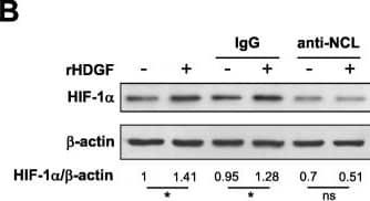 Western Blot: HIF-1 alpha Antibody - BSA Free [NB100-479] - The Neutralizing antibody against nucleolin eliminate HDGF-stimulated AKT/HIF-1 alpha /NF-kappa B/VEGF signaling in SCC4 oral cancer cells. a-d SCC4 cells were treated with recombinant HDGF protein (100 ng/ml) in the presence of anti-NCL or anti-IgG antibody (5 μg/ml) for 24 h before total protein extraction. Cell lysates were subjected to Western blotting with the indicated antibodies.  beta -actin was used as an internal control for loading & transfer. Data were mean of three experiments. *, P < 0.05; **, P < 0.01; ns, not statistically significant Image collected & cropped by CiteAb from the following publication (//pubmed.ncbi.nlm.nih.gov/31711427), licensed under a CC-BY license. Not internally tested by Novus Biologicals.
