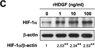 Western Blot: HIF-1 alpha Antibody - BSA Free [NB100-479] - HDGF triggered AKT/HIF-1 alpha /NF-kappa B signaling in SCC4 oral cancer cells. a-d Cells were treated with recombinant HDGF (1–100 ng/ml) for 24 h & then harvested for total protein extraction. The cell lysates were separated by SDS-PAGE & detected by Western blotting with the indicated primary antibodies.  beta -actin was used as an internal control for loading & transfer. Data were mean of three experiments. *, P < 0.05; **, P < 0.01; ns, not statistically significant Image collected & cropped by CiteAb from the following publication (//pubmed.ncbi.nlm.nih.gov/31711427), licensed under a CC-BY license. Not internally tested by Novus Biologicals.