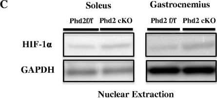 Western Blot: HIF-1 alpha Antibody - BSA Free [NB100-479] - Tamoxifen administration-induced PHD2 deletion in skeletal muscle in Phd2f/f/Rosa26CreERT2 mice. a. PHD1, 2, & 3 deletion efficiency in the gastrocnemius muscles of tamoxifen-treated Phd2f/f/Rosa26CreERT2 mice was determined using qRT-PCR. Relative gene expression was determined using gastrocnemius muscle tissue cDNA (n = 3–4 mice per group). b. Anti-PHD2 & PHD3 Western blotting of gastrocnemius & soleus muscles at 6 weeks after tamoxifen administration. c. The expression of HIF-1 alpha  in gastrocnemius & soleus at 5 weeks after tamoxifen administration. d. The level of hif-1 alpha  mRNA in gastrocnemius at 5 weeks after tamoxifen administration. *p < 0.05; **p < 0.01 compared to control. Values are means ± SEM Image collected & cropped by CiteAb from the following publication (//pubmed.ncbi.nlm.nih.gov/26949511), licensed under a CC-BY license. Not internally tested by Novus Biologicals.