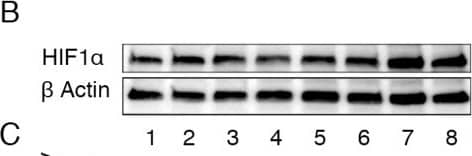 Western Blot: HIF-1 alpha Antibody - BSA Free [NB100-479] - Increased expression of HIF alpha  and/or Twist in A549 & H441 cells induced by the inhibition of PIMT & Thapsigargin(A) Immunoblotting of Slug, ZEB1, Snail1, Twist, & HIF1 alpha  in A549 sh-PIMT & sh-control cells. (B, C) Immunoblotting & relative intensity of HIF1 alpha  in A549 cells treated with Tg. (D) Immunoblotting of Slug, ZEB1, Snail1, Twist, & HIF1 alpha  in si-control cells & si-PIMT H441 cells. (E, F) Immunoblotting & relative intensity of HIF1 alpha  in H441 cells treated with Tg. #1 & #2 indicates si-RNA of J-010000-05-0002 & J-010000-07-0002, respectively. Image collected & cropped by CiteAb from the following publication (//www.oncotarget.com/lookup/doi/10.18632/oncotarget.24324), licensed under a CC-BY license. Not internally tested by Novus Biologicals.