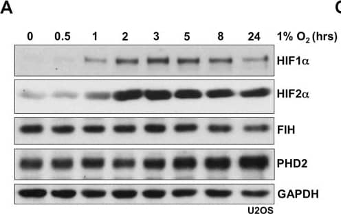 Western Blot: HIF-1 alpha Antibody - BSA Free [NB100-479] - Evidence that hypoxia induces nuclear entry of FIH. (A) Protein levels of HIF1 alpha , HIF2 alpha , FIH & PHD2 in U2OS cells during hypoxia (1% O2) treatment at the indicated time points. GAPDH was used as a loading control. (B) Immunofluorescence staining of FIH (green) in U2OS cells under hypoxic conditions (1% O2) at the indicated time points. TO-PRO-3 (blue) was used to stain nuclei. (C) Protein levels of FIH & HIF1 alpha  from cytoplasmic or nuclear fractions in U2OS cells in normoxia or hypoxia (1% O2, 3 h).  beta -tubulin & PARP were used as loading controls for the cytoplasmic & nuclear fractions, respectively. Figures beneath lanes 2 & 4 indicate relative intensities of nuclear FIH in normoxia & hypoxia. Note that different quantities of cytoplasmic & nuclear extracts were loaded. Scale bars: 20 µm. Image collected & cropped by CiteAb from the following publication (//pubmed.ncbi.nlm.nih.gov/30333145), licensed under a CC-BY license. Not internally tested by Novus Biologicals.