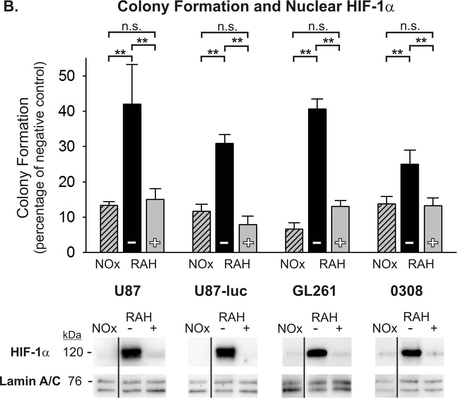 Western Blot: HIF-1 alpha Antibody - BSA Free [NB100-479] - Normoxic pretreatment sensitizes glioma cells to radiation after rapid acute hypoxic (RAH) exposure.(A) The rapid acute hypoxia (RAH) protocol is shown depicting the timing & severity of hypoxic exposure. Cells either remain in a continuous hypoxic environment (–) or are transiently (25 min) exposed to normoxia 25 min prior to radiation (+). Continuously normoxic cells (NOx) were irradiated as a positive control. (B) The results of anchorage-independent colony forming assays are shown for U87, U87-luc, GL261 glioma cells & 0308 GSCs after 5 Gy radiation exposure under varying oxygen conditions. To allow for ease of comparisons among cell types, raw values are expressed as a percentage of the corresponding cell type’s negative (non-irradiated) control & the means & SEMs are plotted. Each result represents at least three independent samples, plated in triplicate. Holm-Sidak comparisons for multiple groups were used for statistical comparisons of raw values (**p<0.01). Also shown are Western blots of nuclear HIF-1 alpha  at the time of irradiation for each cell type. Corresponding Western blots of lamin A/C are shown as a loading control. All lanes shown that are non-adjacent to the negative control (NOx) are denoted with a separating black line. Image collected & cropped by CiteAb from the following publication (//pubmed.ncbi.nlm.nih.gov/25350400), licensed under a CC-BY license. Not internally tested by Novus Biologicals.