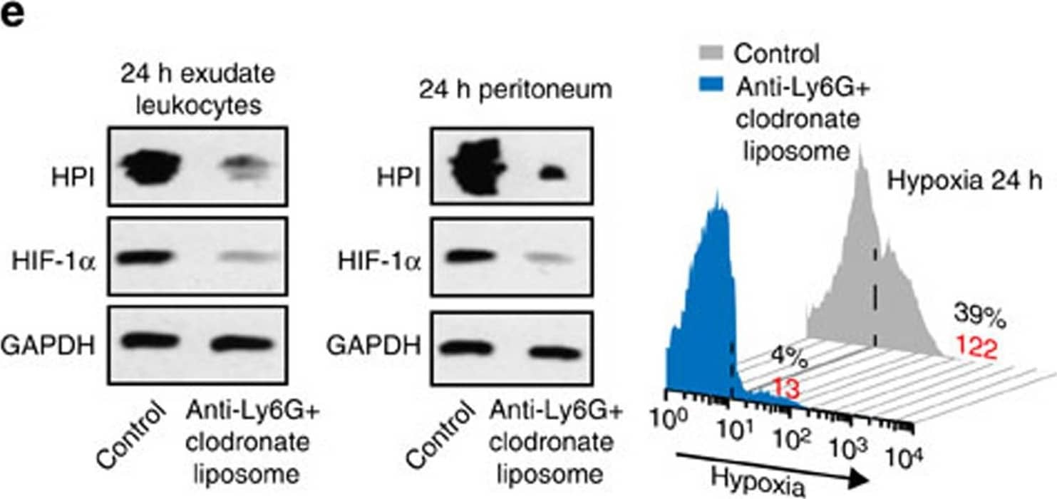 Western Blot: HIF-1 alpha Antibody - BSA Free [NB100-479] - Phagocyte infiltration contributes to the respiratory burst & consequent EPO signalling activation during inflammation resolution.ZymA (i.p., 1 mg per mouse) was applied to induce peritonitis in male WT mice. (a–c) Mice were treated with either 0.5 mg per mice i.p. of anti-Ly6G antibody or control (isotype control rat IgG2a) 1.5 day before zymA injection, & exudate leucocytes, peritoneum & peritoneal fluid were collected for analysis of ROS (a, n=3), hypoxia, HIF-1 alpha  (b, n=3) & EPO (c, n=3) at 6 24 h. (d–f) Mice were treated with either anti-Ly6G antibody (0.5 mg per mice) plus clodronate liposomes (0.2 ml per 10 g) or control (isotype antibody+empty liposome) before zymA injection, & exudate leucocytes, peritoneum & peritoneal fluid were collected for analysis of ROS (d, n=3), hypoxia, HIF-1 alpha  (e, n=3) & EPO (f, n=3) at 24 h. Representative data from two independent experiments are shown. For flow cytometry data, black numbers refer to the percentage of positive cells & red numbers refer to the mean fluorescent intensity. Error bars represent the s.e.m. *P<0.05, two-tailed unpaired Student's t-test. Full-size images for b & e are shown in Supplementary Fig. 12. Image collected & cropped by CiteAb from the following publication (//pubmed.ncbi.nlm.nih.gov/27397585), licensed under a CC-BY license. Not internally tested by Novus Biologicals.