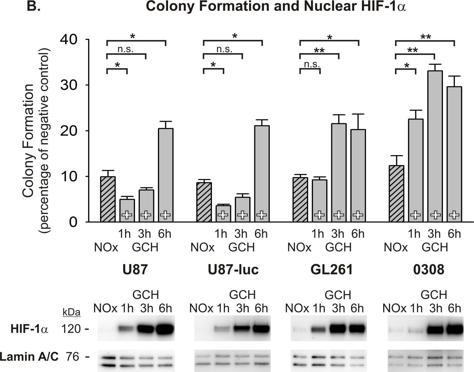 Western Blot: HIF-1 alpha Antibody - BSA Free [NB100-479] - The duration of enhanced radiosensitivity after normoxic pretreatment differs among cell lines undergoing Graded Chronic Hypoxia.(A) The GCH protocol is shown with variable delays to radiation after normoxic pretreatment. After GCH, all cells are transiently (25 min) exposed to normoxia for 25 min (+) & are then returned to severe hypoxia (1% O2) for 1, 3, or 6 hours prior to radiation. Continuously normoxic cells (NOx) were irradiated as a positive control. (B) Results from anchorage-independent colony forming assays indicate that the decay of enhanced radiosensitivity differs among cell lines. To allow for ease of comparisons among cell types, raw values are expressed as a percentage of the corresponding cell type’s negative (non-irradiated) control & the means & SEMs are plotted. Each result represents at least three independent samples, plated in triplicate. Holm-Sidak comparisons for multiple groups were used for statistical comparisons of raw values (*p<0.05, **p<0.01). Also shown are Western blots of nuclear HIF-1 alpha  at the time of irradiation for each cell line. Corresponding Western blots of lamin A/C are shown as a loading control. Image collected & cropped by CiteAb from the following publication (//pubmed.ncbi.nlm.nih.gov/25350400), licensed under a CC-BY license. Not internally tested by Novus Biologicals.
