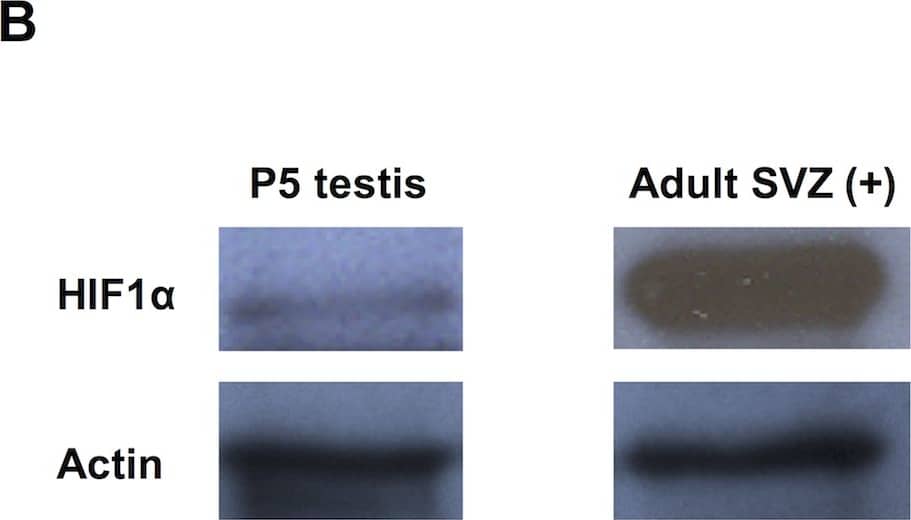 Western Blot: HIF-1 alpha Antibody - BSA Free [NB100-479] - Hif1 alpha  expression in neonatal & adult testis.(A) Section of testis from 5-day old (P5) male new born pups showing Hif1 alpha  expression in MVH+ gonocytes within the seminiferous tubules (top) & negative control images without primary antibodies (bottom). Scale bar: 50μm. (B) Western blot analysis of Hif1 alpha  expression in P5 testes (left) compared to extract of the adult brain sub-ventricular zone (SVZ) (right). Loading control ( beta -Actin) is shown below. (C) Section of adult (3 month old) testis showing Hif1 alpha  expression in spermatogonia. Scale bar: 30μm. (D) Western blot analysis of whole adult testis. HEK293 cells treated with DFX were used as a positive control & intestinal tissue was used as a negative control. Loading control ( beta -Actin) is shown below. Image collected & cropped by CiteAb from the following publication (//pubmed.ncbi.nlm.nih.gov/27148974), licensed under a CC-BY license. Not internally tested by Novus Biologicals.