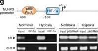Chromatin Immunoprecipitation: HIF-1 alpha Antibody - BSA Free [NB100-479] - Hypoxia reduces inflammatory signaling pathways & NLRP3 expression & induces autophagy in IECs. a HT-29 cells were subjected to normoxia & hypoxia at the indicated times in the absence or presence of 10 µg/ml LPS. Autophagy was measured by variations in the ratio of LC3-II/LC3-I & the total amount of LC3 (LC3-I plus LC3-II) relative to  beta -actin. Results are representative of two independent experiments. b, c & d HT-29 cells were subjected to normoxia & hypoxia for the indicated periods in the absence or presence of 10 µg/ml LPS, followed by transcript analysis. Statistical analysis was performed using one-way ANOVA followed by Tukey’s post-test. Results represent mean + s.e.m. of two independent experiments done in triplicate, *P < 0.05; **P < 0.01; ***P < 0.001; ns not significant. e HT-29 cells were subjected to normoxia or hypoxia in the presence & absence of 10 µg/ml LPS & 20 µM of MG132. Results are representative of two independent experiments. f & g Putative binding sites for HIF-1 alpha  & NF-kappa B were found in the p62 f & NLRP3 g promoters using Genomatix software tools. Numbers under the boxes indicate the distance from the transcription start site. HT-29 cells were subjected to normoxia (21% O2) or hypoxia (0.2% O2) for 6 h & 24 h. ChIP analysis was performed using antibodies against HIF-1 alpha  & NF-kappa B for immunoprecipitation. PCR was performed using the promoter-specific primers for the p62 f & NLRP3 g promoter binding sites of HIF-1 alpha  & NF-kappa B. Aliquots taken prior to immunoprecipitation were used as input control. PCR products were run on 2% agarose gel. The results are representative of three independent experiments. Image collected & cropped by CiteAb from the following publication (//pubmed.ncbi.nlm.nih.gov/28740109), licensed under a CC-BY license. Not internally tested by Novus Biologicals.