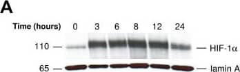 Western Blot: HIF-1 alpha Antibody - BSA Free [NB100-479] - Effect of Hif1a deletion upon growth & invasion. (A) Wild-type (WT) mammary tumor epithelial cells (MTECs) grown to 80% confluence subjected to hypoxic culture for the indicated times up to 24 hours, or cells continued to be cultured under normoxic conditions such that the time t = 0 sample harvested on the same day as the time t = 24 hours hypoxic condition sample. High-salt enriched whole-cell extracts resolved on 3% to 8% Tris-acetate gels & blotted onto polyvinylidene fluoride membrane, which divided horizontally at approximately 60 kDa. The top half of the blot used to detect HIF-1 alpha , & the lower portion used to detect lamin (loading control) to avoid the need to strip & reprobe the blot. (B) Growth curve of WT & knockout (KO) MTECs cultured at normoxia (Nor) or hypoxia (Hyp) in growth medium supplemented w/ 5% fetal bovine serum (FBS) + epidermal growth factor (EGF) (left) or w/ 2% FBS (right). For cells grown in 5% FBS + EGF, a representative graph is shown in which the mean ± SEM of cell number per time point of quadruplicate wells per genotype/oxygen tension is plotted per time point. For cells grown in 2% FBS, the grand mean ± SEM of cell number is presented, which calculated as an average of the mean cell number observed per replicates per time point as observed in three replicate experiments. All data analyzed by two-way analysis of variance (ANOVA, *P < 0.05). (C) The mean fold change (FC) in invasion normalized to invasion index observed for WT cells cultured at normoxia (FC = 1.0). Data represent the mean FC in invasion observed in three independent experiments. All columns compared using one-way ANOVA w/ a Bonferroni posttest. *P < 0.05. Image collected & cropped by CiteAb from the following publication (//breast-cancer-research.biomedcentral.com/articles/10.1186/bcr3087), licensed under a CC-BY license. Not internally tested by Novus Biologicals.
