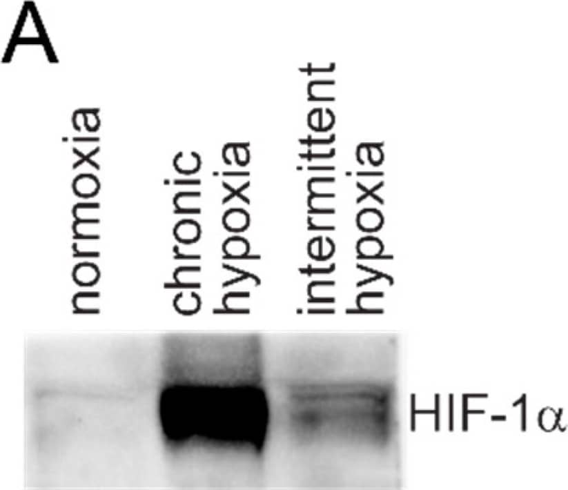 Western Blot: HIF-1 alpha Antibody - BSA Free [NB100-479] - HIF-1 alpha  protein increases in HCT116 cells exposed to rapid intermittent hypoxia. Increased HIF-1 alpha  increases HIF-1 transactivation, leading to increased expression of HIF-1 target genes at both the mRNA & protein level. (A) Rapid intermittent hypoxia increases HIF-1 alpha  protein after 6 h of exposure. (B) Rapid intermittent hypoxia increases the mRNA expression of genes involved in glycolysis, extracellular matrix remodeling & the HIF pathway after 18 h of exposure. (C) Additional genes with known hypoxia response elements (HRE) binding sites for HIF-1 were measured & all tested genes showed an increase in both chronic hypoxia & intermittent hypoxia after 18 h. All values were normalized to normoxic expression levels, which is equivalent to 0 on the Log2 scale. Results are the mean ± SEM of independent experiments run in duplicate (n ≥ 3). (D) The increase in mRNAs is also reflected in an increase in the protein levels of Glut1, HK2, LDHA & PHD2. * p < 0.05, ** p < 0.01, *** p < 0.001 & **** p < 0.0001. Image collected & cropped by CiteAb from the following publication (//pubmed.ncbi.nlm.nih.gov/30669593), licensed under a CC-BY license. Not internally tested by Novus Biologicals.