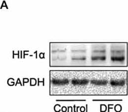 Western Blot: HIF-1 alpha Antibody - BSA Free [NB100-479] - DFO regulates the expression of HIF-1 alpha  & HIF-1-related protein in the brains of APP/PS1 mice. (A) Western blots showing the expression levels of HIF-1 alpha  protein in control & DFO-treated transgenic mice brains. (B) Immunoblot showed that DFO treatment significantly increased HIF-1 alpha  protein levels, compared with controls. (C) The expression levels of HIF-1 alpha  mRNA were detected by RT-PCR in the brains of APP/PS1 transgenic mice treated with DFO. (D) RT-PCR analysis showed that DFO treatment significantly increased the HIF-1 alpha  mRNA levels in the transgenic mouse brain. GAPDH served as the internal control. (E) Immunohistochemically stains showed the distribution of HIF-1 alpha  in the cortical & hippocampus sections of APP/PS1 mouse brain (Scale bar = 100 μm). (F) Western blots showing the expression levels of brain-derived neurotrophic factor (BDNF), DMT1, & TFR proteins in APP/PS1 transgenic mice brains 3 months after DFO administration. GAPDH was used as a loading control. (G–J) DFO treatment led to a marked increase in the BDNF, DMT1 + IRE, & TFR protein levels in the brains of transgenic mice compared with the control. There was no significant change in the expression levels of DMT1-IRE protein between the groups, compared with the control. Data represent the mean ± S.E. of 6 independent experiments. **P < 0.01 vs. control group. Image collected & cropped by CiteAb from the following publication (//pubmed.ncbi.nlm.nih.gov/26082716), licensed under a CC-BY license. Not internally tested by Novus Biologicals.