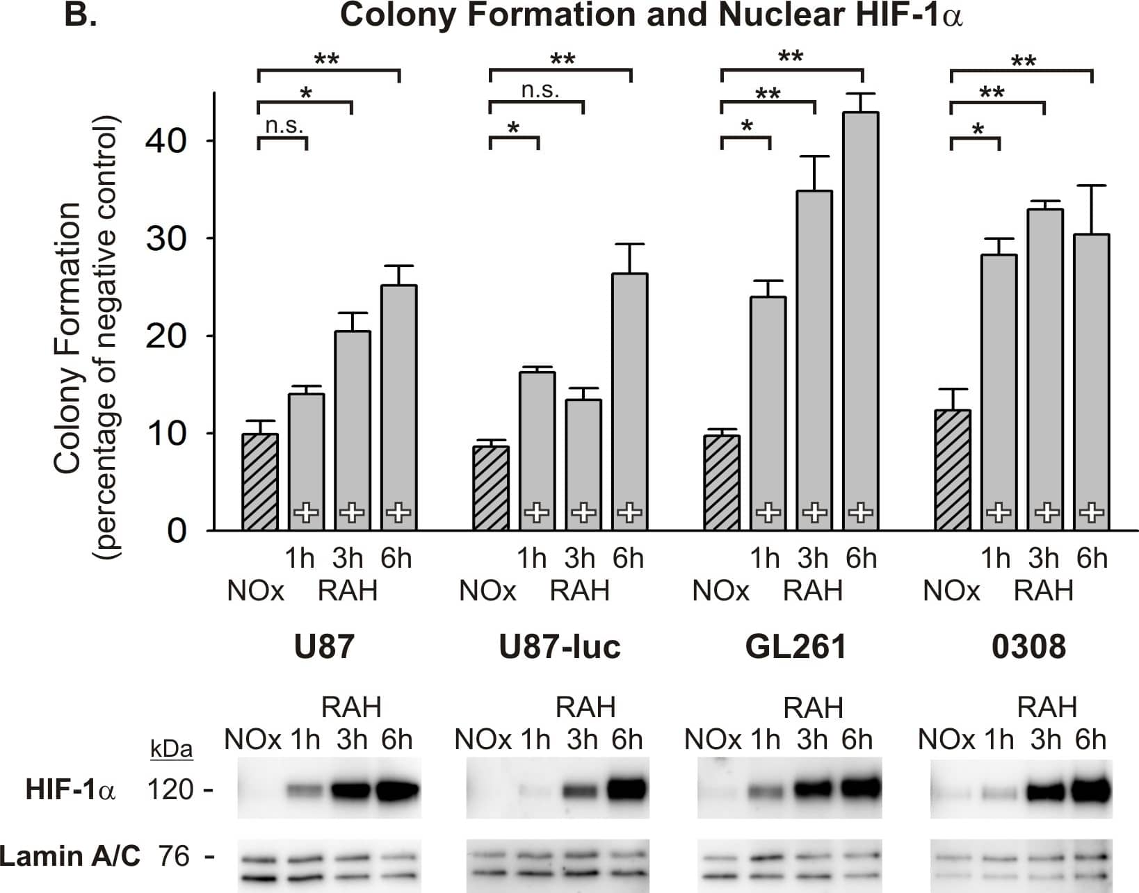 Western Blot: HIF-1 alpha Antibody - BSA Free [NB100-479] - The duration of enhanced radiosensitivity after normoxic pretreatment of cells undergoing Rapid Acute Hypoxia.(A) The RAH protocol is shown with variable delays to radiation after normoxic pretreatment. In this protocol all cells are transiently (25 min) exposed to normoxia for 25 min (+) & then returned to severe hypoxia (1% O2) for 1, 3, or 6 hours prior to radiation. Continuously normoxic cells (NOx) were irradiated as a positive control. (B) Results from anchorage-independent colony forming assays indicate that the decay of enhanced radiosensitivity for cells in the RAH protocol is generally more rapid than that observed for cells in the GCH protocol. To allow for ease of comparisons among cell types, raw values are expressed as a percentage of the corresponding cell type’s negative (non-irradiated) control & the means & SEMs are plotted. Each result represents at least three independent samples, plated in triplicate. Holm-Sidak comparisons for multiple groups were used for statistical comparisons of raw values (*p<0.05, **p<0.01). Also shown are Western blots of nuclear HIF-1 alpha  at the time of irradiation for each cell line. Corresponding Western blots of lamin A/C are shown as a loading control. Image collected & cropped by CiteAb from the following publication (//pubmed.ncbi.nlm.nih.gov/25350400), licensed under a CC-BY license. Not internally tested by Novus Biologicals.