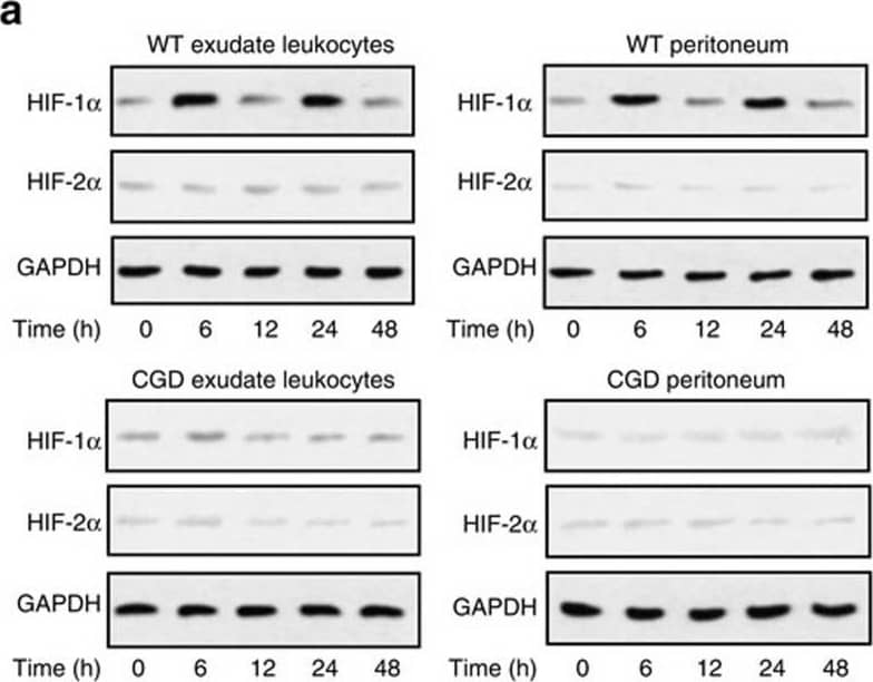 Western Blot: HIF-1 alpha Antibody - BSA Free [NB100-479] - Respiratory burst contributes to the EPO signalling activation during inflammation resolution.ZymA (i.p., 1 mg per mouse) was applied to induce peritonitis in male WT mice or CGD mice. (a) Exudate leucocytes & peritoneum were collected at indicated intervals, & protein levels of HIF-1 alpha  & HIF-2 alpha  were measured by WB (n=3). (b) YC-1, 400083 or 400087 were intraperitoneally given to WT mice 3 h before zymA injection & the protein levels of related molecules were analysed by WB (n=2). (c) Mice were killed 1 h after injection of pimonidazole at indicated intervals & the protein adducts of reductively-activated pimonidazole were detected by WB with Hypoxiprobe-1-Mab-1 (HPI) (n=2). (d) Flow cytometry for ROS at indicated intervals (n=3). (e) Flow cytometry for cellular sources of ROS at indicated intervals (n=3). Representative data from at least two independent experiments are shown. For flow cytometry data from d, black numbers refer to the percentage of positive cells & red numbers refer to the mean fluorescent intensity. Error bars represent the s.e.m. *P<0.05, two-tailed unpaired Student's t-test. Full-size images for a–c are shown in Supplementary Figs 8–10, respectively. Image collected & cropped by CiteAb from the following publication (//pubmed.ncbi.nlm.nih.gov/27397585), licensed under a CC-BY license. Not internally tested by Novus Biologicals.