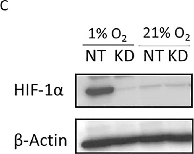 Western Blot: HIF-1 alpha Antibody - BSA Free [NB100-479] - Hypoxia downregulates MHC class I expression via HIF transcription factors.(A-C): siRNA mediated knockdown of HIF-1 alpha  reversed hypoxic downregulation of MHC class I expression as compared with the scrambled, non-targeting (NT) siRNA control. MCA205 tumor cells were reverse transfected with scrambled siRNA (NT; red histogram) or with HIF-1 alpha  specific siRNA (blue histogram) & cultured as 3D spheroids under 1% (A) or 21% (B) oxygen for 48h. Levels of MHC class I surface expression was determined using flow cytometry. Efficacy of gene knockdown was assessed using Western blot (C).  beta -Actin was used as the loading control. Representative data of 3 independent experiments shown. (D-F): Flow cytometry assessment of surface expression of HLA-ABC on paired isogenic renal cell carcinoma cell lines RCC4 (D), UMRC2 (E) & CAKI2 (F). Each pair had the parental cell line that lacked endogenous wild-type VHL (VHL null, transfected with empty vector) & one with vector stably expressing functional VHL (VHL restored). Restoring VHL function & thereby reducing HIF expression, significantly increased HLA-ABC expression on the cells. Representative histograms of 4 independent experiments are shown. Grey filled: unstained control; red: VHL null genotype; blue: VHL restored genotype. (D1-F1): Inactivation of HIF-1 alpha  by restoring VHL expression was verified by Western blotting for RCC4 (D1), UMRC2 (E1) & CAKI2 (F1) cells.  beta -Actin was used as the loading control. Image collected & cropped by CiteAb from the following publication (//dx.plos.org/10.1371/journal.pone.0187314), licensed under a CC-BY license. Not internally tested by Novus Biologicals.