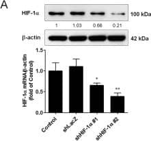 Western Blot: HIF-1 alpha Antibody - BSA Free [NB100-479] - Effect of HIF-1 alpha  silencing on  alpha -MSH-induced apoptosis in B16-F10 melanoma cells during hypoxia.a Cells were transfected with shLacZ or shHIF-1 alpha  plasmids for 48 h before harvest. HIF-1 alpha  shRNA reduced the basal HIF-1 alpha  mRNA & protein expression levels. b, c Relative mRNA expression levels were analyzed by real-time PCR. Data are expressed as fold change compared with control (means ± SD of triplicate experiments). d Cell lysates were analyzed by immunoblot using the indicated antibodies.  beta -Actin was used as an internal control for loading & transfer. e The population of apoptotic cells was analyzed by flow cytometry & qualified as mean ± SD from triplicate experiments. *p < 0.05, **p < 0.01. Knockdown of HIF-1 alpha  diminished  alpha -MSH-induced apoptosis in B16-F10 melanoma cells during hypoxia Image collected & cropped by CiteAb from the following publication (//pubmed.ncbi.nlm.nih.gov/30062060), licensed under a CC-BY license. Not internally tested by Novus Biologicals.