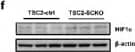 Western Blot: HIF-1 alpha Antibody - BSA Free [NB100-479] - Multiple distinct mechanisms for downregulation of AKT activity in TSC1/2-deficient SCs. A-F: Western blots of sciatic nerve lysates from control & TSC2-SCKO/TSC1-SCKO mice at age P28 (A-E) or P14 (F) (3 mice per group), probed with the indicated antibodies. G: Immunofluorescence of longitudinal frozen sciatic nerve sections from control & TSC2-SCKO mice (age P28) showing greatly increased immunoreactivity of PTEN in the mutant (cytoplasmic signals surrounding DAPI+ nuclei). Scale bars: 50 µm H: Schematic summarizing distinct mechanisms underlying the downregulation of AKT activity in SCs from TSC1/2-SCKO nerves. Components highlighted in red are upregulated while blue highlighting depicts downregulation in mutant nerves. Note downregulation of insulin receptor substrate 1 (IRS-1) by constitutively active S6 kinases downstream of mTORC1. This leads to attenuated activation of PI3K/AKT. Lack of mTORC2 stimulation occurs through abolished TSC1/2 which results in reduced AKT phosphorylation in position Ser473 as well as through feedback inhibition by S6 kinases. Lastly, hyperactive mTORC1 promotes Hif1 alpha  transcription factor expression which results in increased PTEN transcription, & thus attenuated PI3K/AKT signaling. Image collected & cropped by CiteAb from the following publication (//pubmed.ncbi.nlm.nih.gov/29497474), licensed under a CC-BY license. Not internally tested by Novus Biologicals.