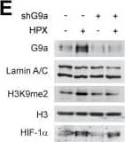 Western Blot: HIF-1 alpha Antibody - BSA Free [NB100-479] -  G9a inhibition reduces cell motility in breast cancer cell lines. G9a inhibition represses breast cancer cell motility in vitro. (A) Microarray analysis of differentially expressed genes comparing hypoxia-responsive genes from MCF7 cells expressing shNS & shG9a identifies a subset of 212 genes downregulated in hypoxia in a G9a-dependent manner. (B) Ingenuity Pathway Analysis results of the 212 G9a-dependent genes. (C) Evaluation of the migratory distance covered by MDA-MB-231 treated with UNC0642 (5 μM) or (D) transfected with either vector or shG9a. Results were evaluated through real-time imaging using the HoloMonitor M4, taking pictures every 10 minutes for 48 hours, in three independent experiments. An average of 20 cells per condition is shown for the representative circular displacement images. (E) Western blot analysis of G9a, H3K9me1 & H3K9me2 in MDA‑MB-231 transfected with vector or shG9a & incubated in hypoxia for 24 hours. HIF1 alpha  was included as positive control for hypoxic conditions. H3 & Lamin A/C were used as loading control (F) Scratch wound assay for MDA-MB-231 breast cancer cells treated with 5 μM UNC0642, under both normoxic (21% O2) & hypoxic (1% O2) conditions. Results were evaluated by real-time imaging performed by the IncuCyte Zoom every 24 hours & wound closure was quantified using ImageJ. Scale bar represents 500 μm. (G) Scratch wound assay of MCF7 breast cancer cells following G9a KD & G9a reconstitution. Scale bar represents 500 μm. (H) Western blot analysis of MCF7 cells transfected with shG9a & reconstituted with WT G9a. Data are represented as mean ± SEM of three independent experiments (unpaired, non-parametric Student's t-test, **p<0.005, ****p<0.0001). Image collected & cropped by CiteAb from the following publication (//pubmed.ncbi.nlm.nih.gov/32292512), licensed under a CC-BY license. Not internally tested by Novus Biologicals.