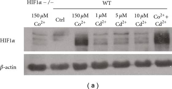 Western Blot: HIF-1 alpha Antibody - BSA Free [NB100-479] - Hypoxia signaling & cytotoxicity to CdCl2. (a) Wild-type (WT) cells were left untreated (Ctrl) or exposed to 150 μM CoCl2 (Co2+), 1, 5 or 10 μM CdCl2 (Cd2+) or 150 μM CoCl2 & 10 μM CdCl2 for 24 hours. HIF1 alpha  −/− cell extract treated with 150 μM CoCl2 was used as a negative control. Nuclear protein was extracted & separated by SDS-PAGE, transferred to nitrocellulose membrane & probed with a HIF1 alpha   (upper panel) or  beta -actin (lower panel) specific antibody. The bands observed in the cadmium only WT cells are nonspecific as they are also observed in the HIF1 alpha  −/− cells. (b) BNip3 mRNA expression levels were analyzed by qRT-PCR in wild type (WT, white bars) & HIF1 alpha  −/− cells (black bars). Cells were left untreated (0), or exposed to 5 μM CdCl2 (Cd2+) or 150 μM CoCl2 (Co2+) for 24 hours. Each value was normalized to the control level in the corresponding cell line. *P < 0.05 compared to the corresponding controls, n = 4. (c) BNIP3 protein levels were determined in wild type & HIF1 alpha  −/− cells after treatment with 150 μM CoCl2 (Co2+) or 5 μM CdCl2 (Cd2+) for 24 hours using a BNIP3 specific antibody &  beta -actin was used as a loading control (lower Panel). Image collected & cropped by CiteAb from the following publication (//pubmed.ncbi.nlm.nih.gov/21811500), licensed under a CC-BY license. Not internally tested by Novus Biologicals.