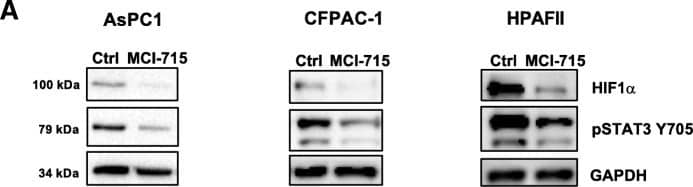 Western Blot: HIF-1 alpha Antibody - BSA Free [NB100-479] - Pharmacological inhibition of ABCC3 reduces cell proliferation through STAT3 & HIF1 alpha  dysregulation & induction of apoptosis. a Representative Western blot images show the effects of pharmacological inhibition of ABCC3 with MCI-715 on the expression of pSTAT3 Y705 & HIF1 alpha  in three PDAC cell lines (AsPC1, HPAFII, CFPAC-1). Cells were treated with MCI-715 at the concentration of 10 μM & collected after 24 h (CFPAC-1) or 48 h (AsPC1, HPAFII). The quantitative analysis of n = 3 separate experiments is presented in Additional file 1: Figure S2; b The effects of the treatment of AsPC1, HPAFII & CFPAC-1 cell lines with 10 μM MCI-715 on the Caspase 3/7 activity (72 h post treatment) measured with Caspase 3/7 fluorigenic probe; c Representative Western blotting images & quantitative analysis of cleaved caspase 3 expression following treatment of indicated PDAC cell lines with 10 μM MCI-715. All results are presented as mean ± SEM of 3 independent experiments. The quantitative analysis was performed with the use of ImageJ & Image Lab software, unpaired Student’s t-test was performed for statistical analysis, *p < 0.05, **p < 0.01, ***p < 0.001, ****p < 0.0001 Image collected & cropped by CiteAb from the following publication (//pubmed.ncbi.nlm.nih.gov/31378204), licensed under a CC-BY license. Not internally tested by Novus Biologicals.
